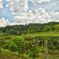Exploring Wineries in and Around Davidson County, Tennessee