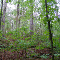 Wildlife Refuges in Davidson County, Tennessee